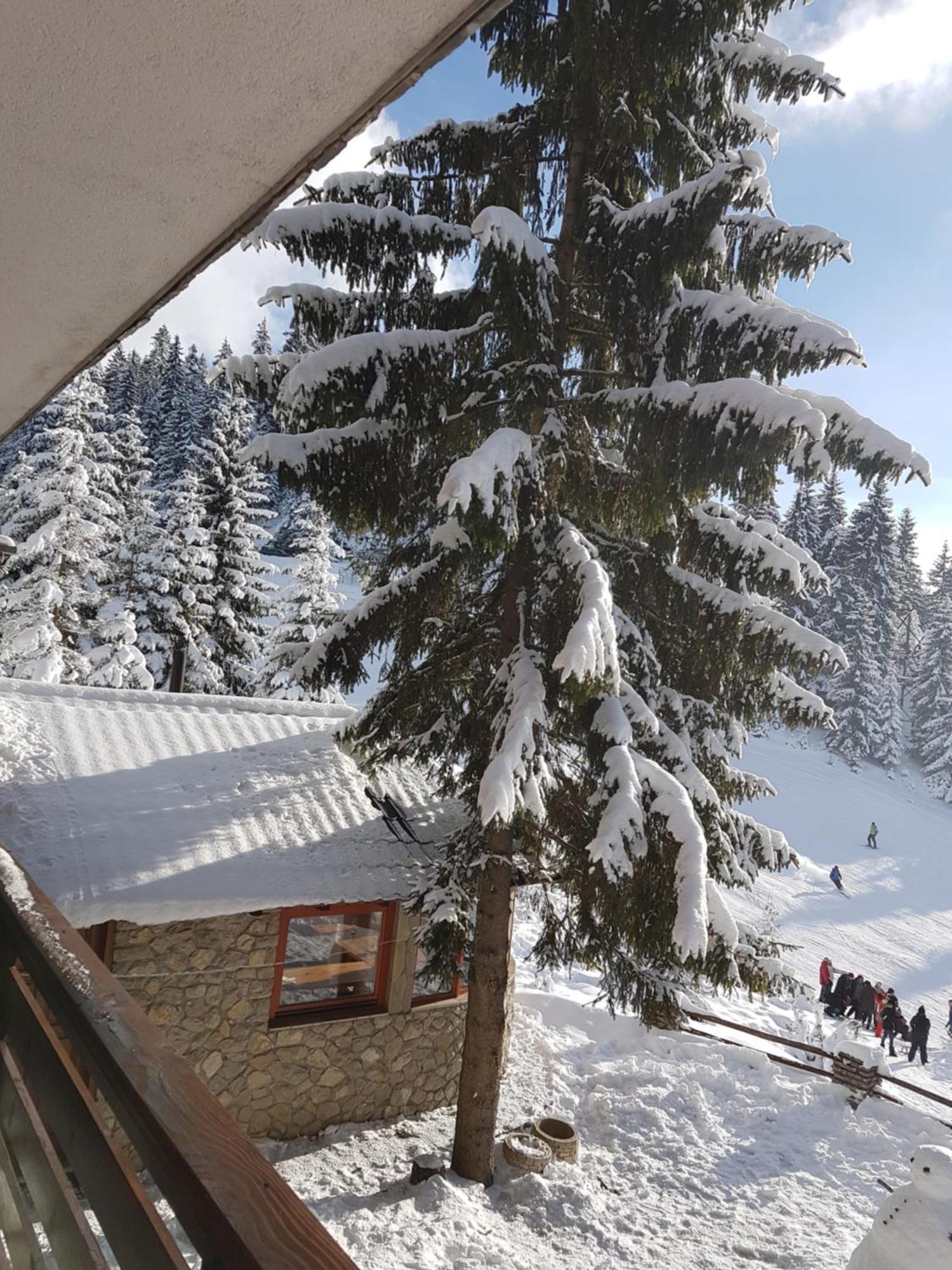 Jasmin - * Vlašić